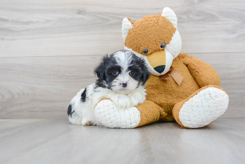 Petite Teddy Bear Designer Pup