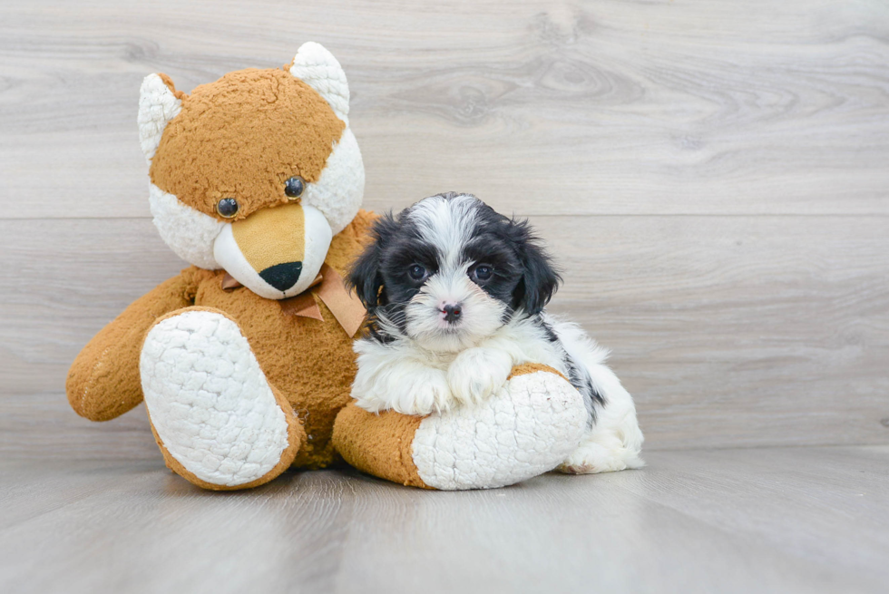 Funny Teddy Bear Designer Pup