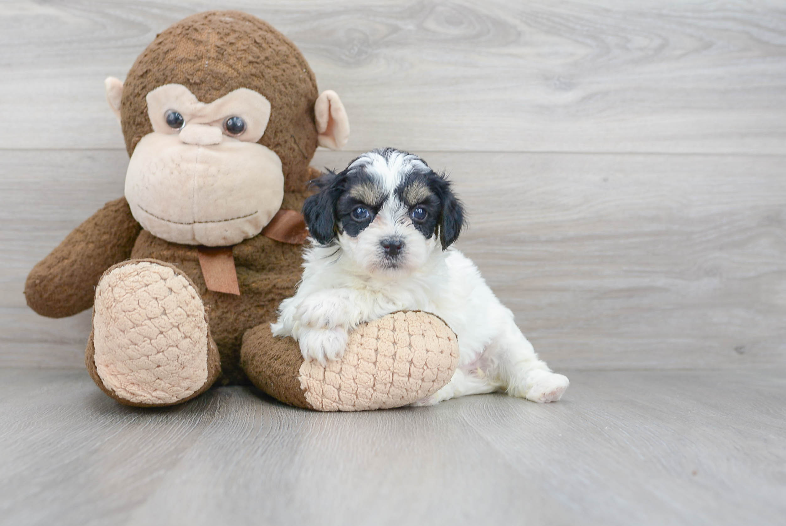 Petite Teddy Bear Designer Pup