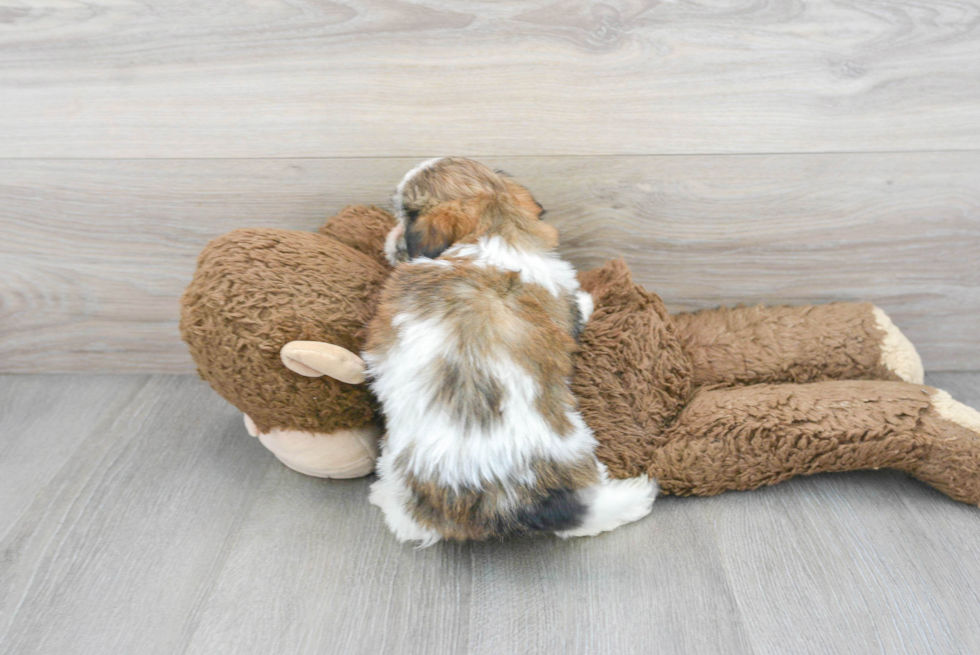 Teddy Bear Pup Being Cute