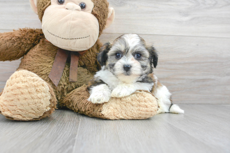 Popular Teddy Bear Designer Pup