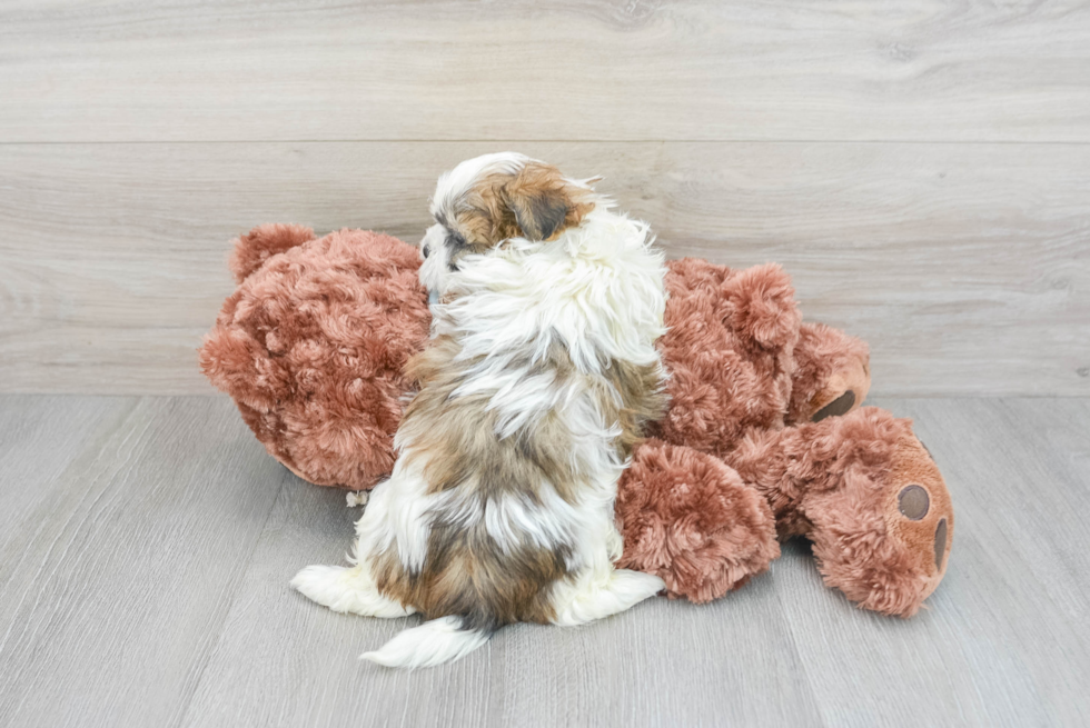 Funny Teddy Bear Designer Pup