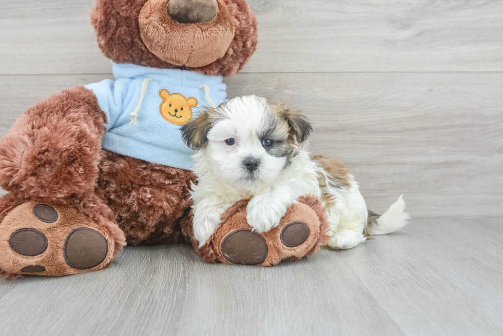 Funny Teddy Bear Designer Pup