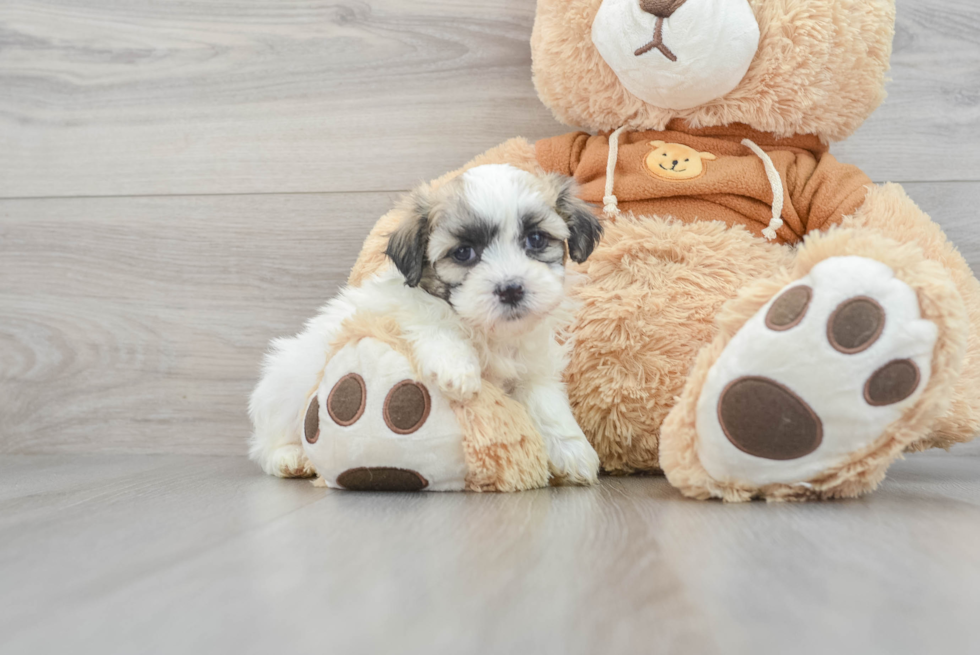 Teddy Bear Pup Being Cute