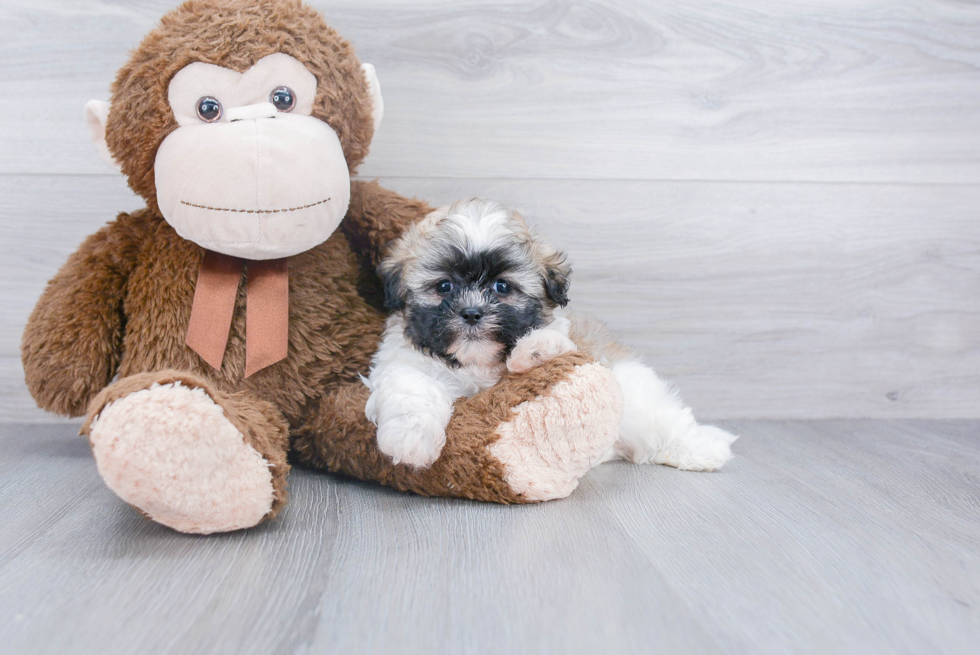 Teddy Bear Pup Being Cute