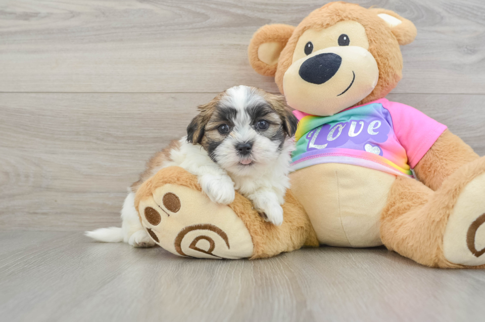 5 week old Teddy Bear Puppy For Sale - Premier Pups