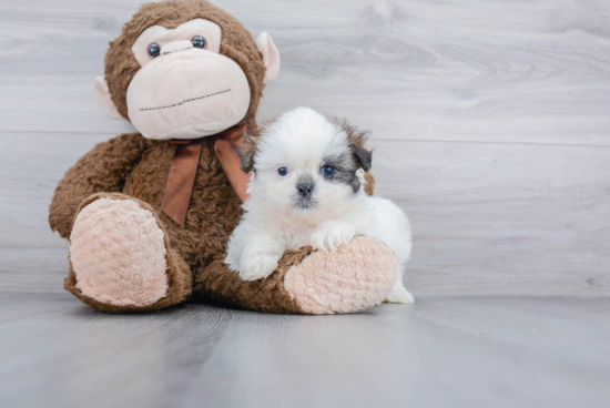 Happy Teddy Bear Baby