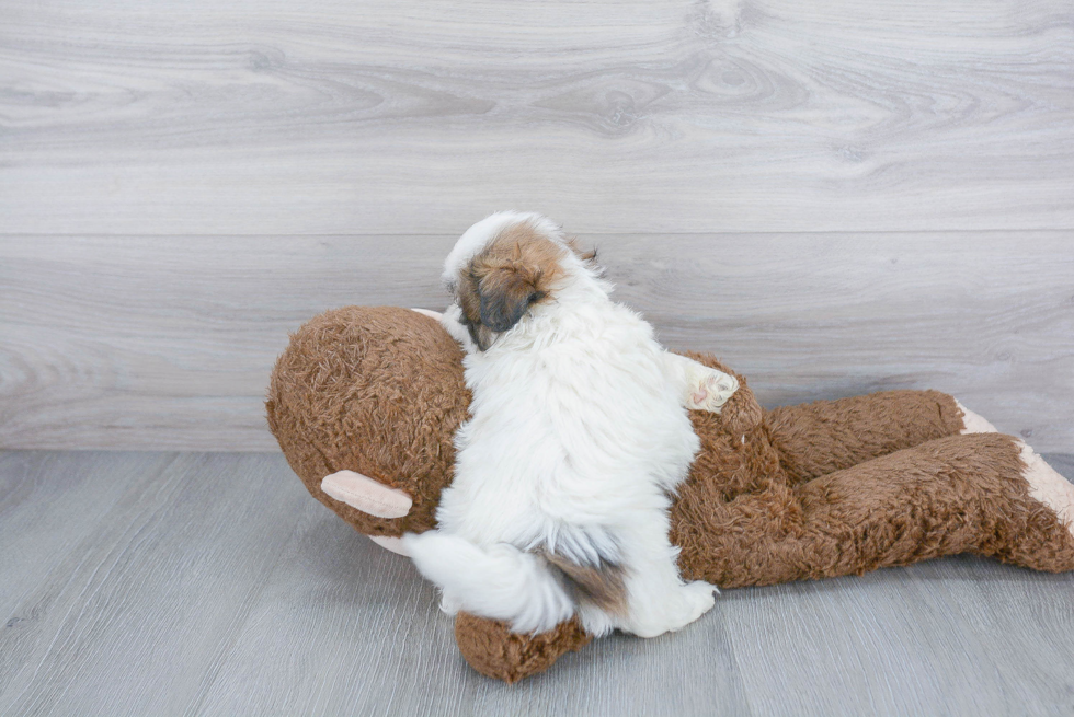 Adorable Shichon Designer Puppy