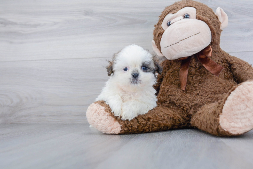 Teddy Bear Pup Being Cute