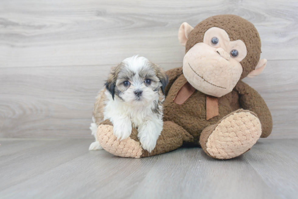Teddy Bear Puppy for Adoption