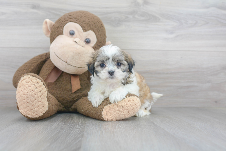 Sweet Teddy Bear Baby