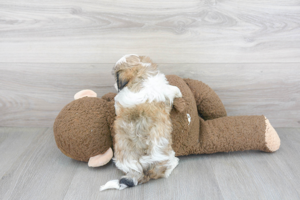 Teddy Bear Pup Being Cute