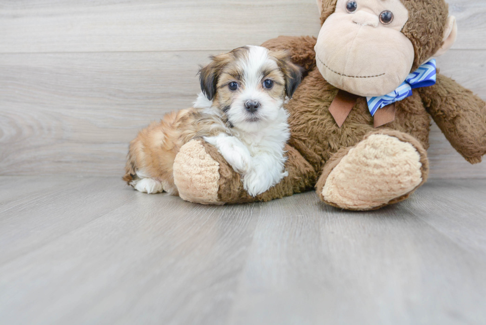 Friendly Teddy Bear Baby