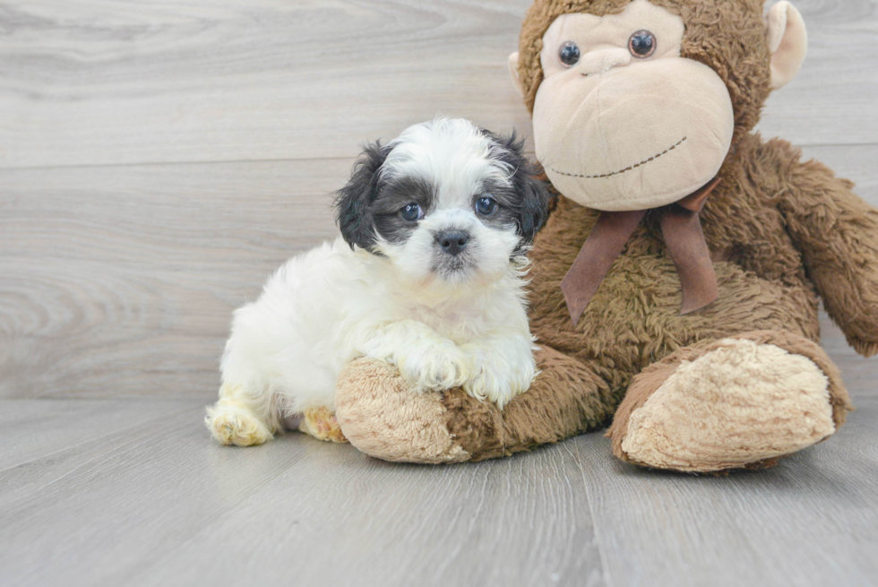 Teddy Bear Pup Being Cute