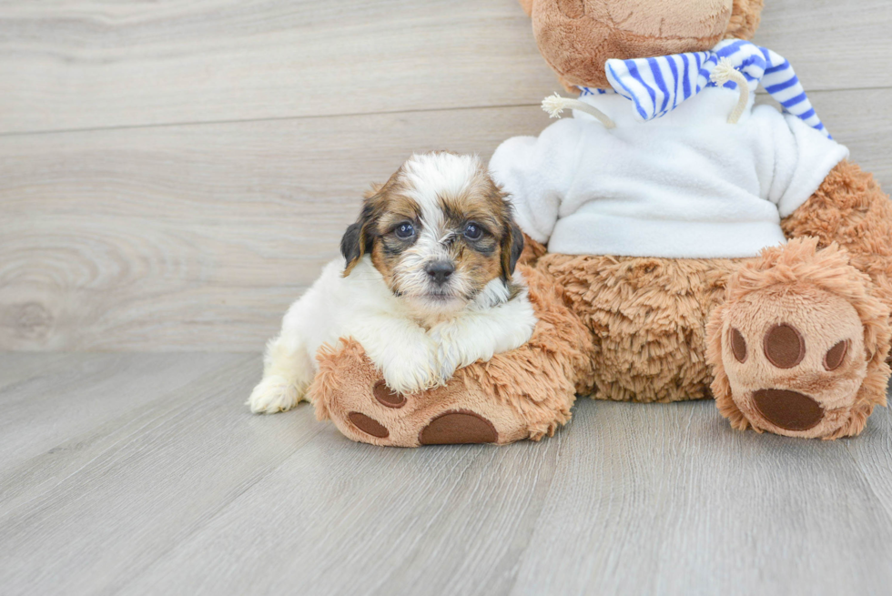 Teddy Bear Pup Being Cute