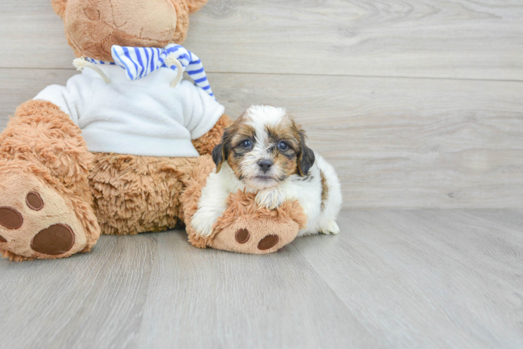 Teddy Bear Pup Being Cute