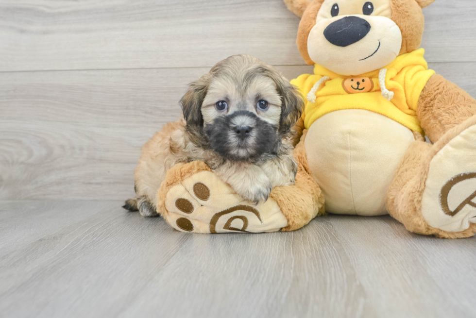 Teddy Bear Puppy for Adoption
