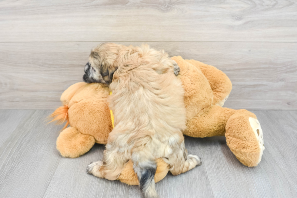 Funny Teddy Bear Designer Pup