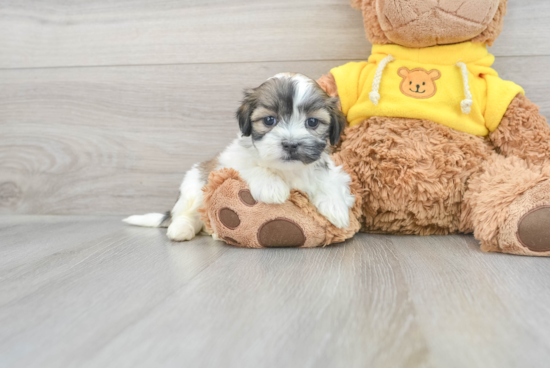 Fluffy Teddy Bear Designer Pup