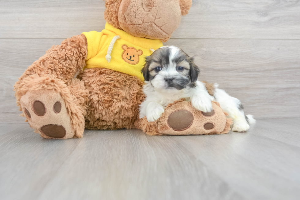 Fluffy Teddy Bear Designer Pup