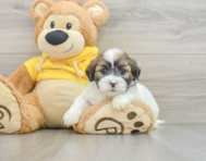 8 week old Teddy Bear Puppy For Sale - Premier Pups