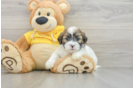 Smart Teddy Bear Designer Pup