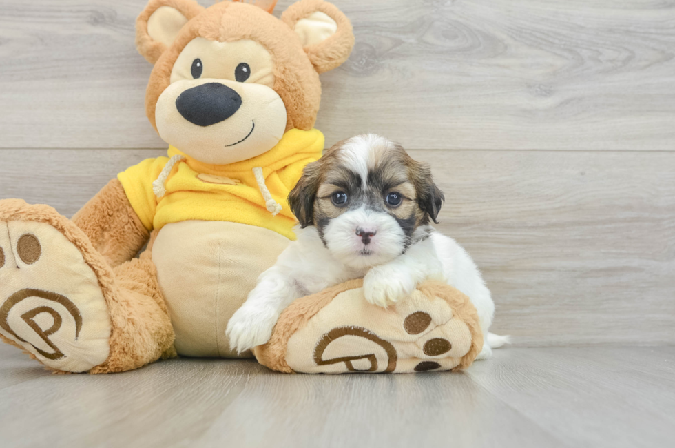 8 week old Teddy Bear Puppy For Sale - Premier Pups