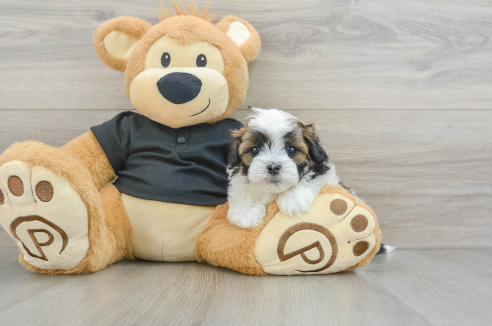 5 week old Teddy Bear Puppy For Sale - Premier Pups