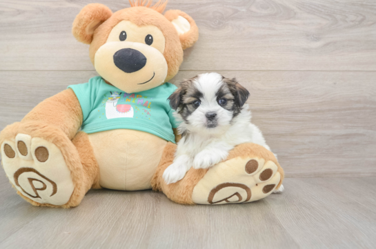 Playful Shit Designer Puppy