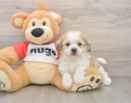 5 week old Teddy Bear Puppy For Sale - Premier Pups