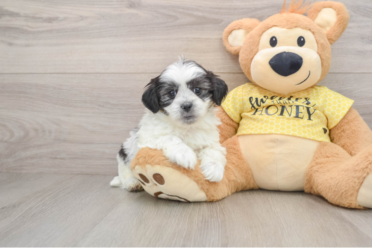 Teddy Bear Puppy for Adoption