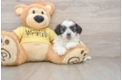 Popular Teddy Bear Designer Pup