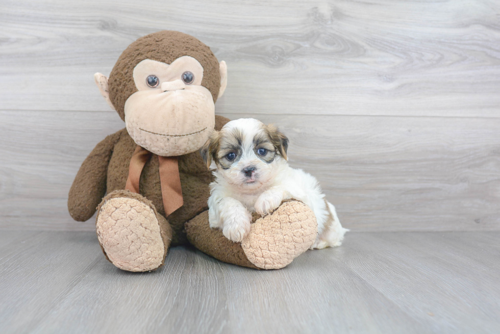 Teddy Bear Pup Being Cute