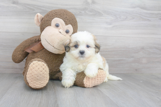 Teddy Bear Pup Being Cute