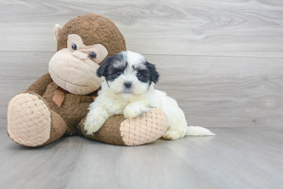 Fluffy Teddy Bear Designer Pup