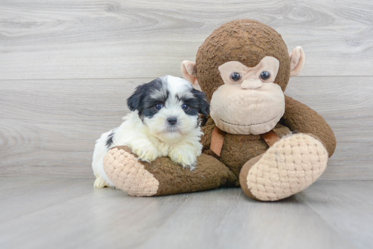 Little Shichon Designer Puppy