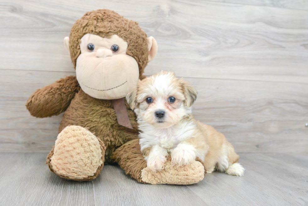 Teddy Bear Pup Being Cute