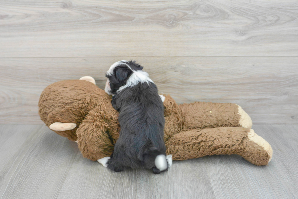 Popular Teddy Bear Designer Pup