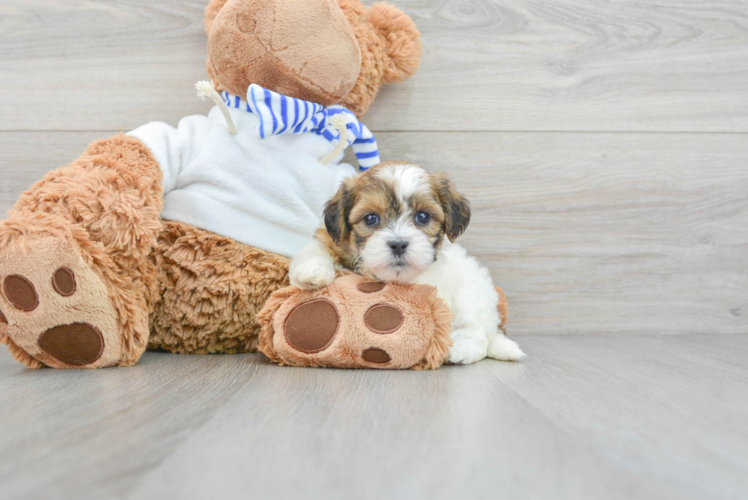 Cute Teddy Bear Baby