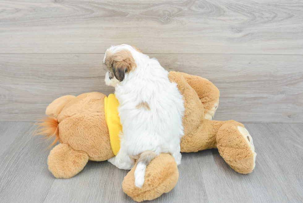 Teddy Bear Puppy for Adoption