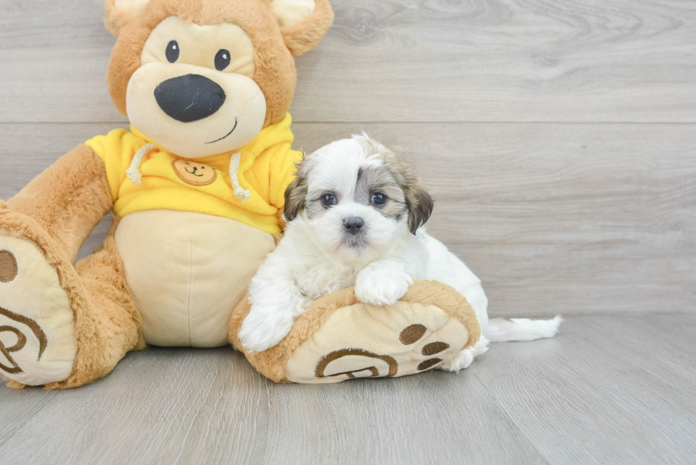 Teddy Bear Pup Being Cute