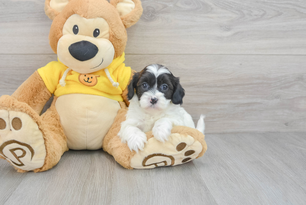 Adorable Shichon Designer Puppy