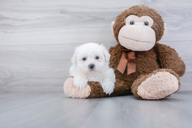 Adorable Shichon Designer Puppy