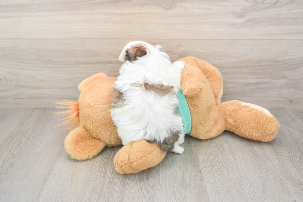 Teddy Bear Puppy for Adoption