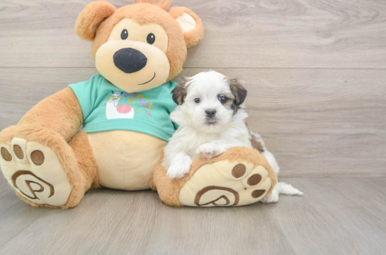 Teddy Bear Puppy for Adoption