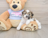 6 week old Teddy Bear Puppy For Sale - Premier Pups