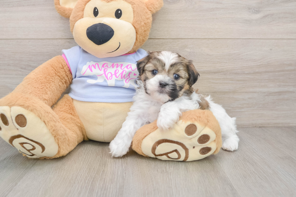 Best Teddy Bear Baby