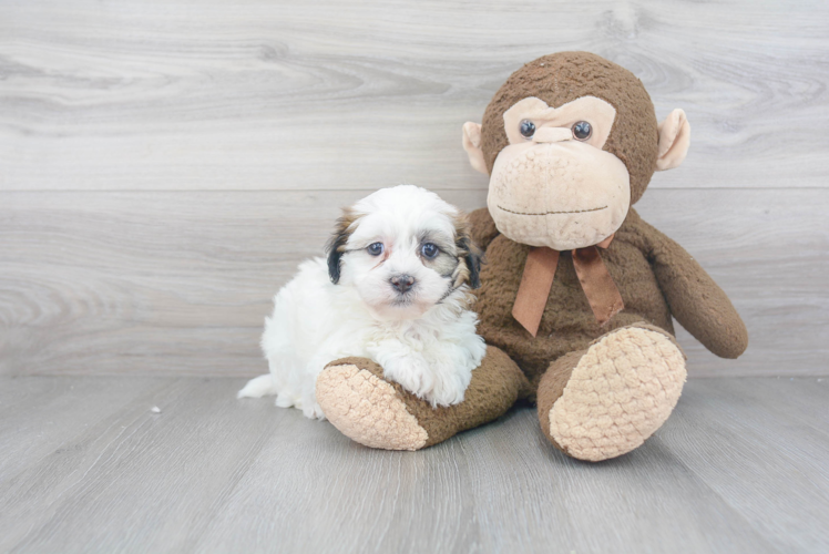 Smart Teddy Bear Designer Pup