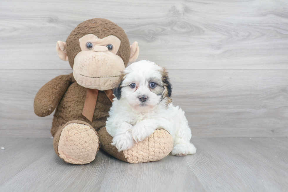 Teddy Bear Puppy for Adoption
