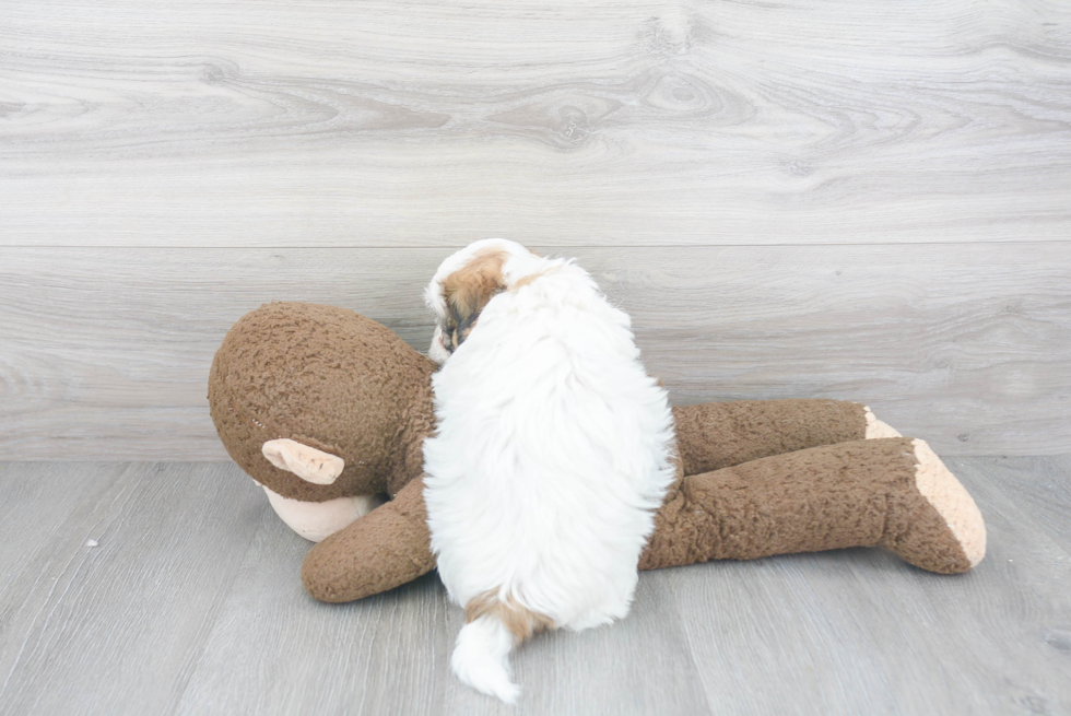 Energetic Shit Designer Puppy